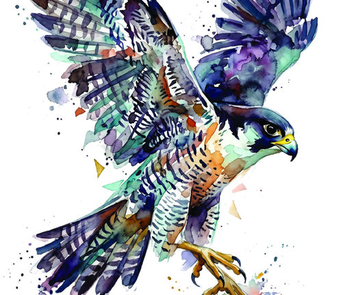 JLS Peregrine IS watercolor bird illustration