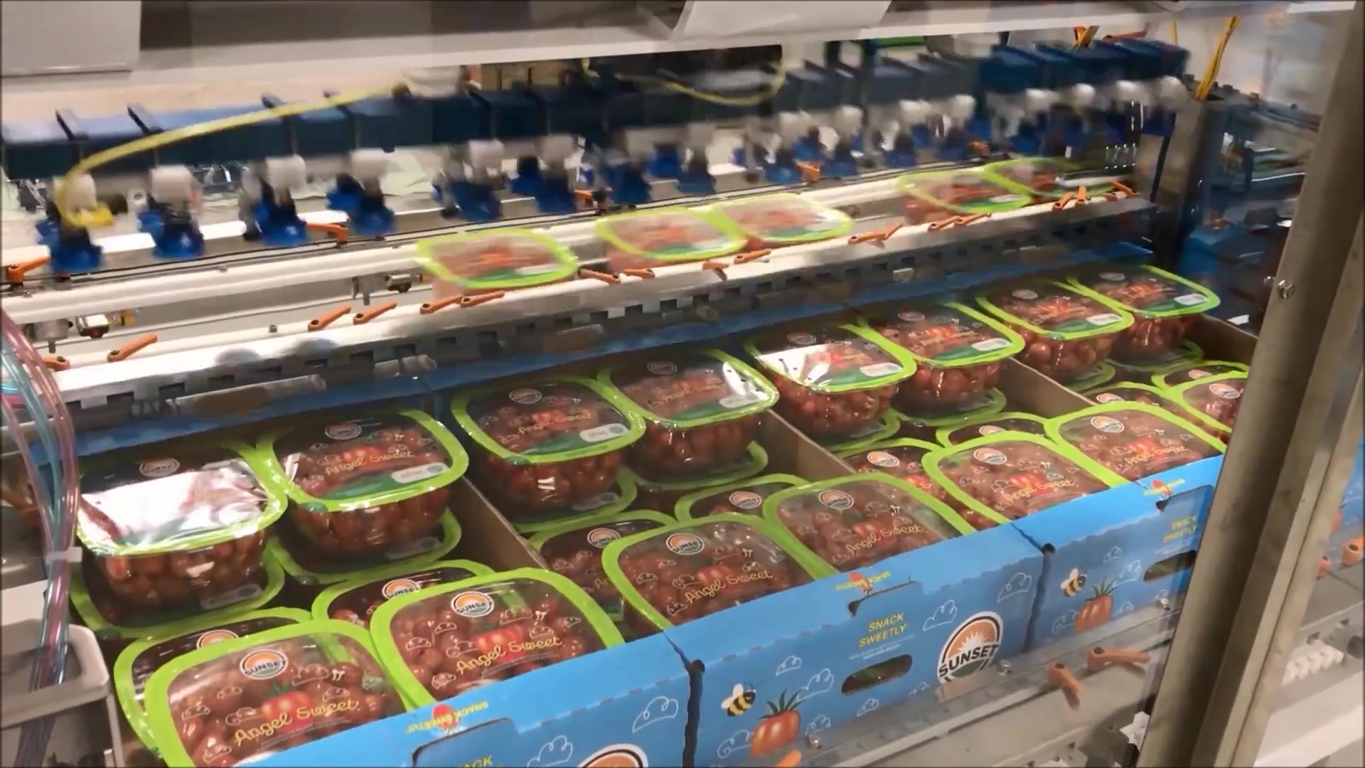 JLS Hawk robotic case loader running a pack-out line